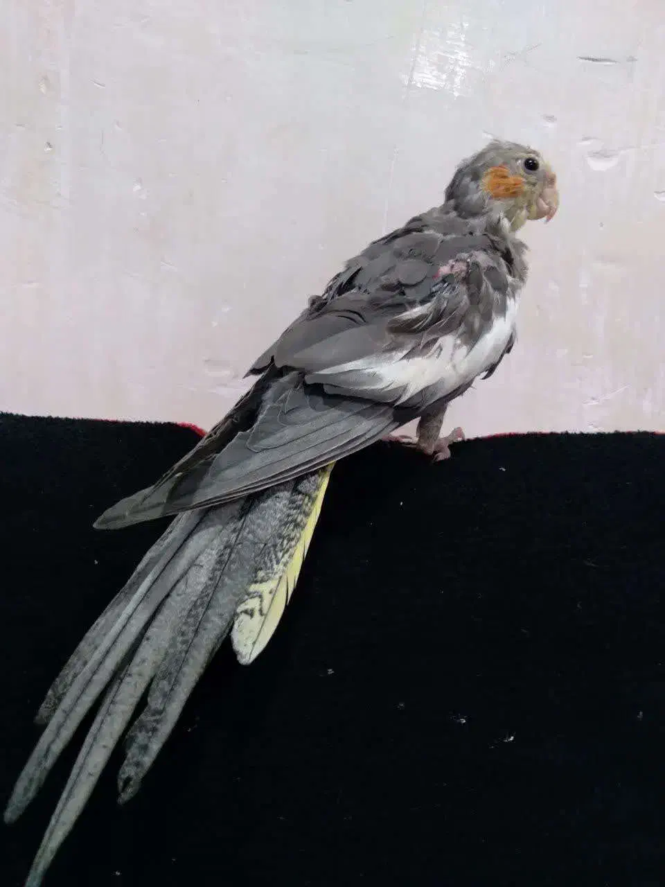 عروس هلندی|پرنده|قم, باغ شریفی|دیوار