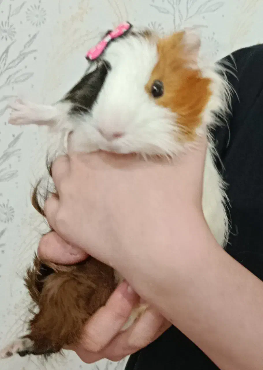 واگذاری خوکچه هندی|موش و خرگوش|اهواز, گلستان|دیوار