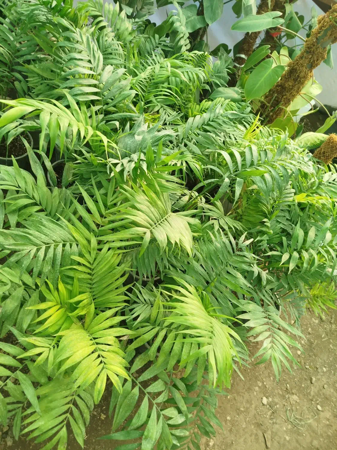 گل  خانه|گل و گیاه طبیعی|آزادشهر, |دیوار