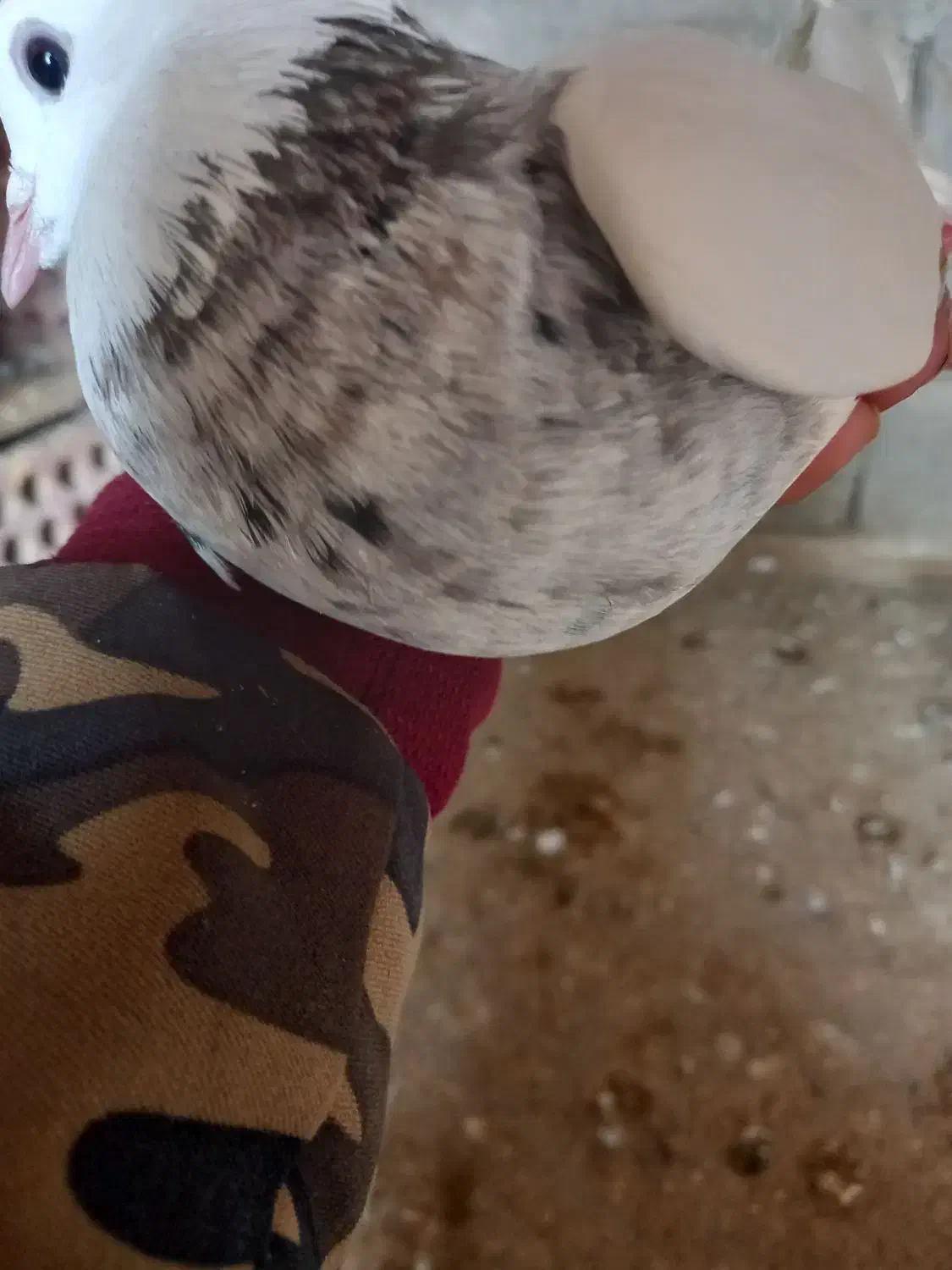 طوقی|پرنده|جیرفت, |دیوار