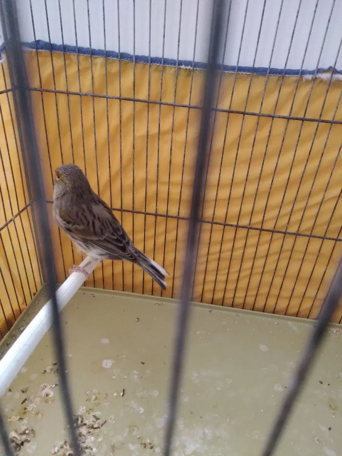 قناری نر جوان|پرنده|کنگاور, |دیوار