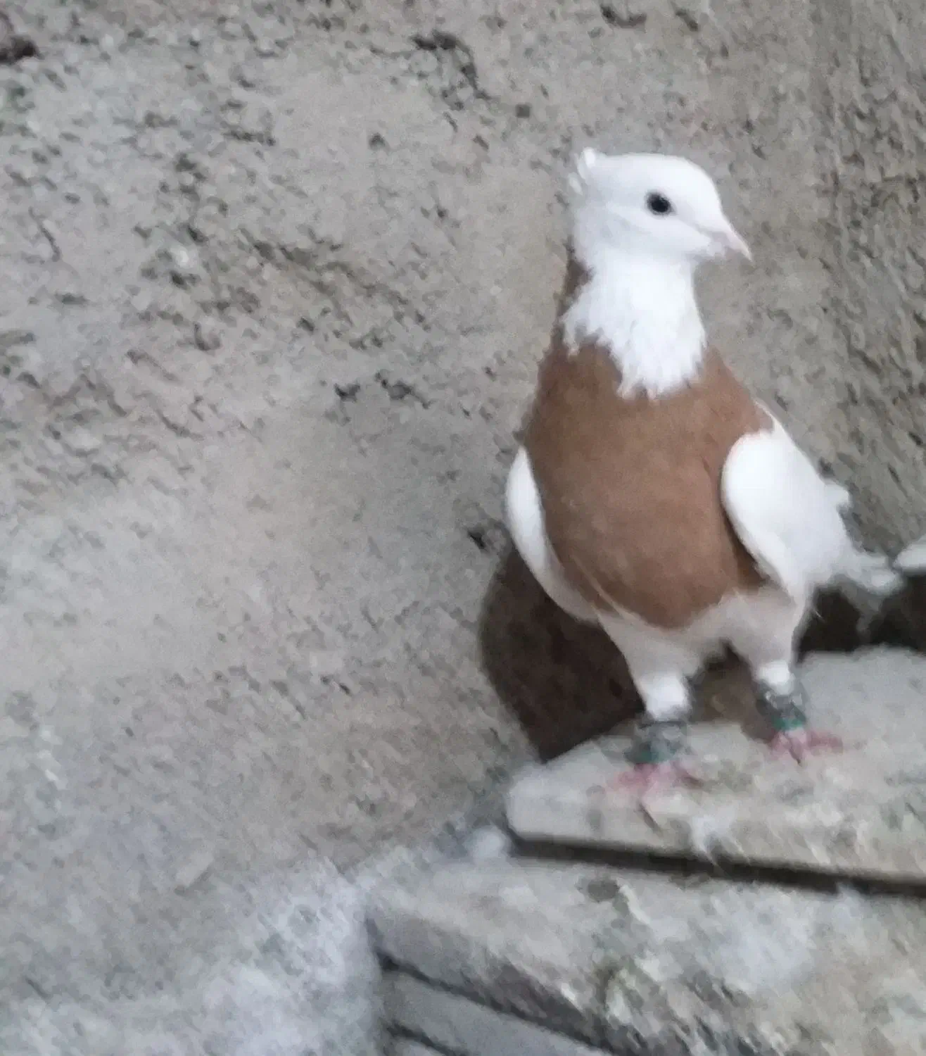 کفتر|پرنده|مشهد, شهرک امام هادی (شهرک غرب)|دیوار