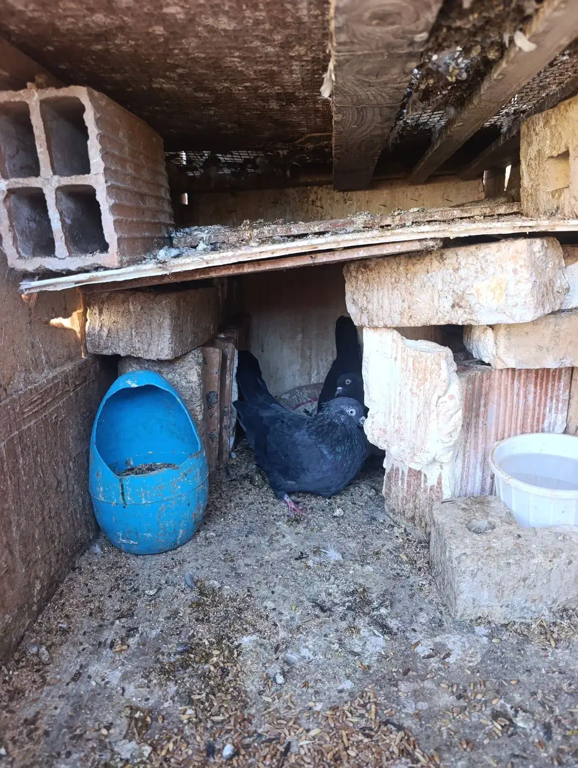 عشق به آسمان|پرنده|مینودشت, |دیوار