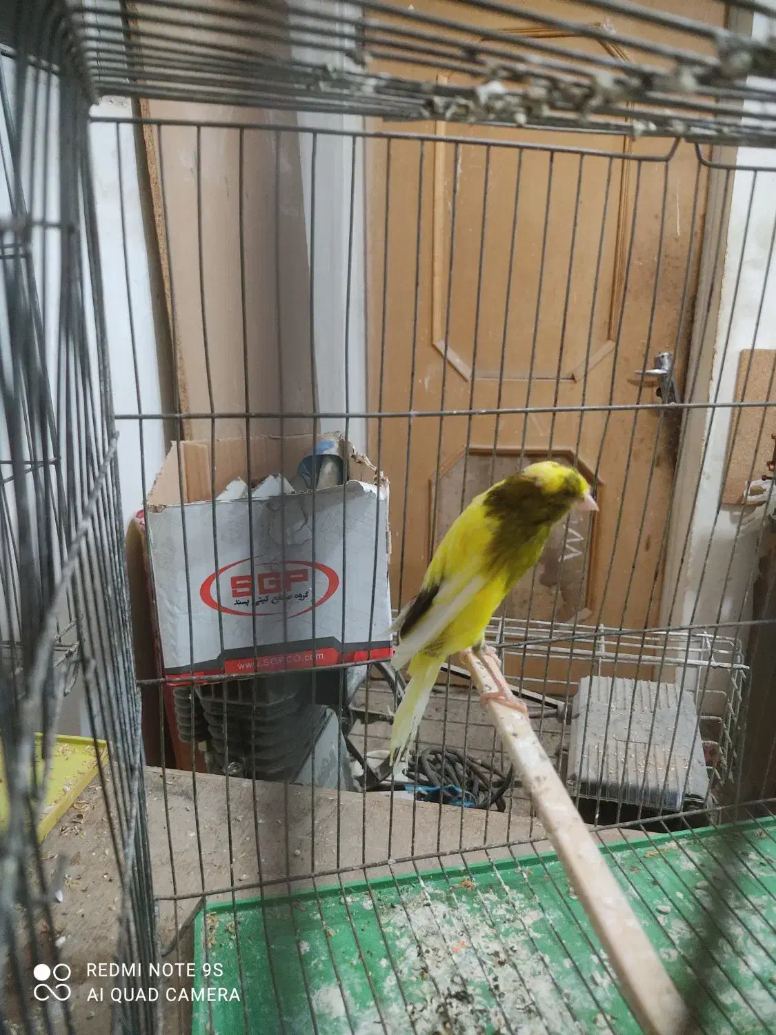 قناری|پرنده|خمینی‌شهر, |دیوار