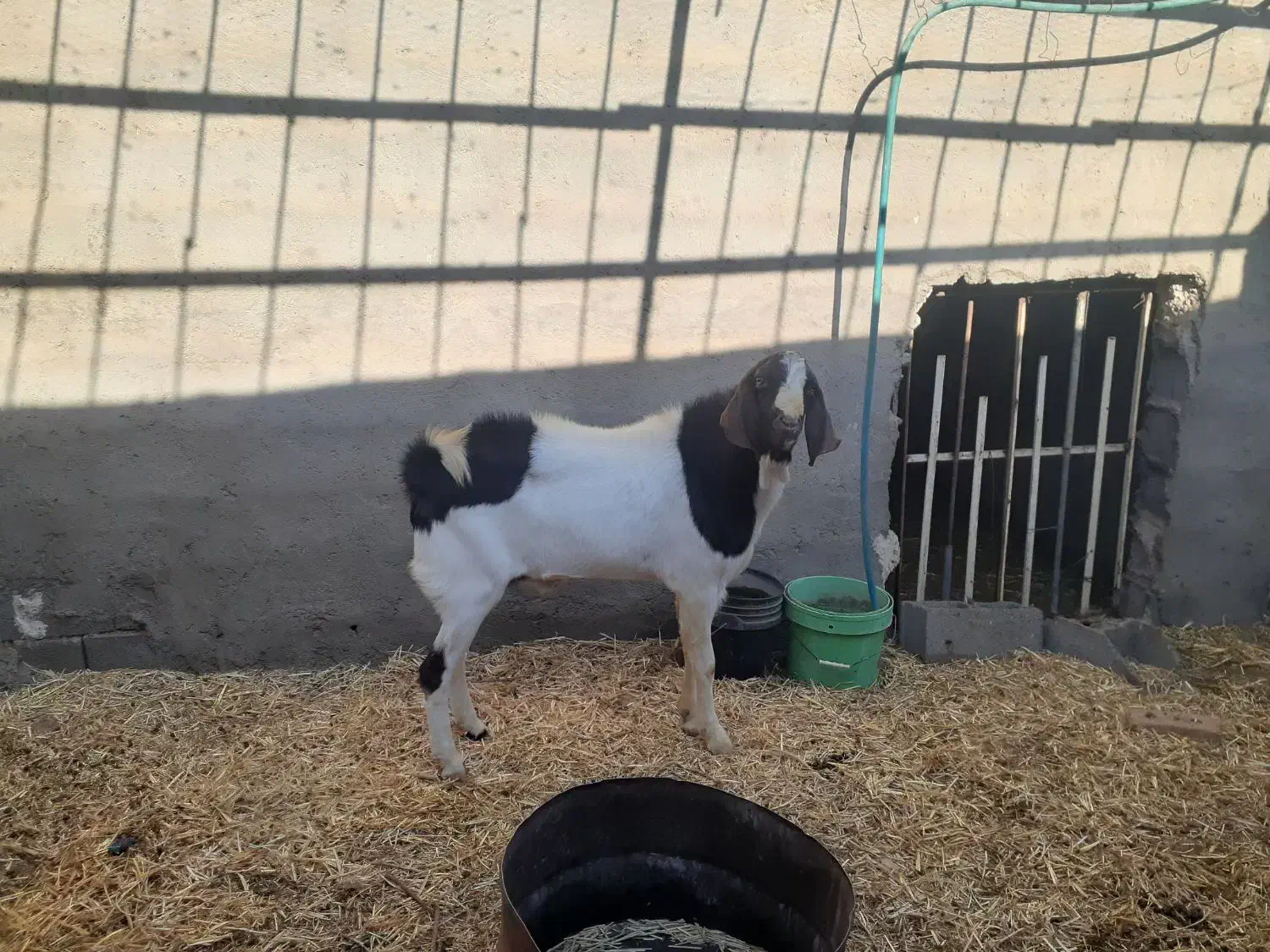 فروش بزغاله نر|حیوانات مزرعه|بادرود, |دیوار