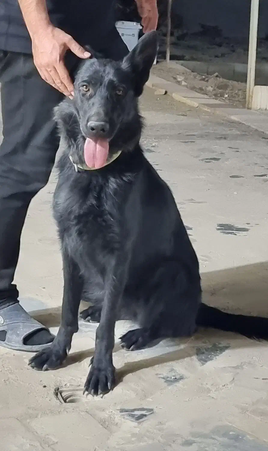 گمشده سگ ژرمن ماده بلک|سگ|اصفهان, گورت|دیوار