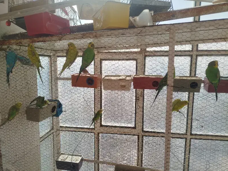 مرغ عشق|پرنده|رفسنجان, |دیوار