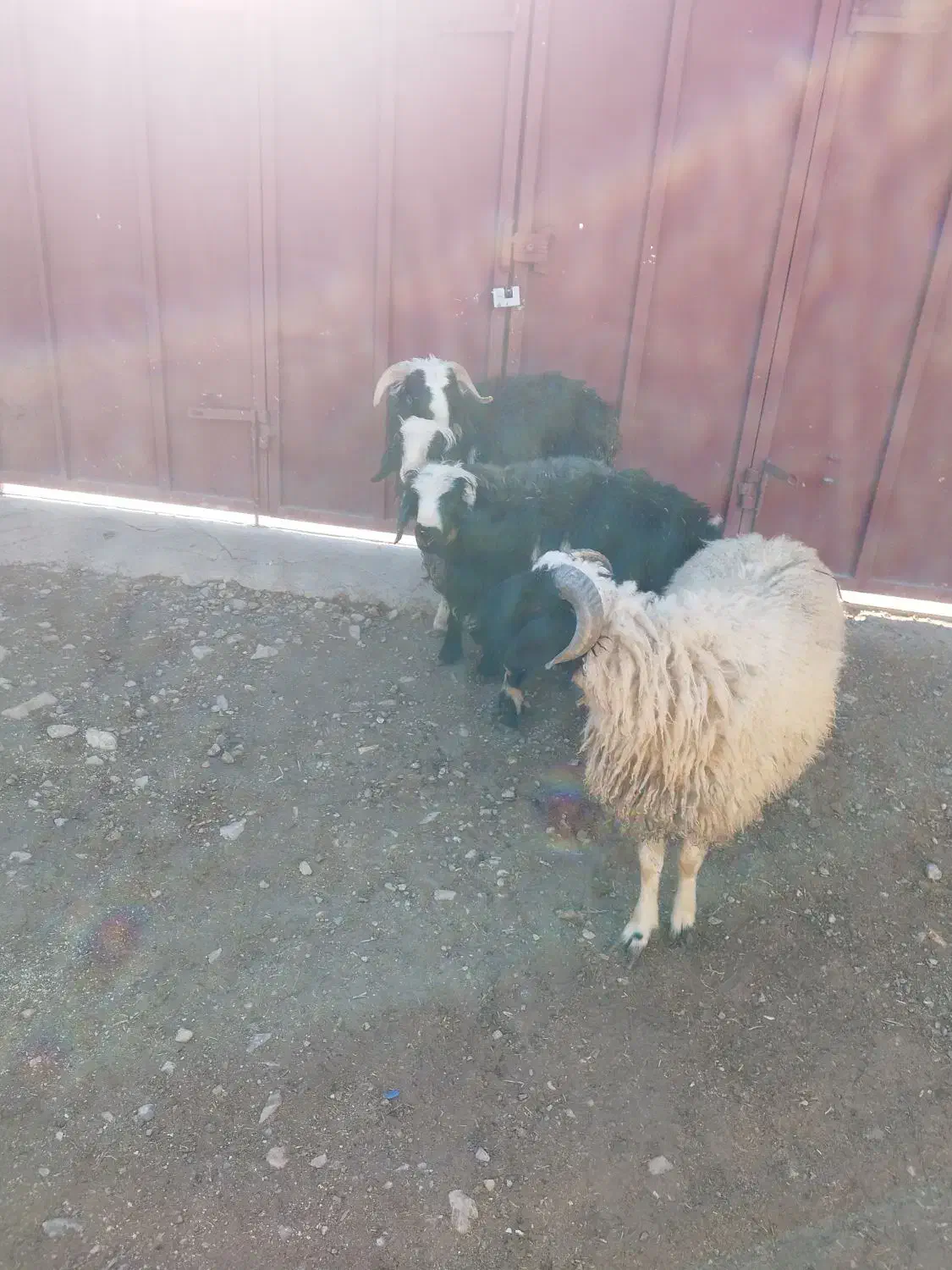 گوسفند پروار|حیوانات مزرعه|مرودشت, زنگی آباد|دیوار