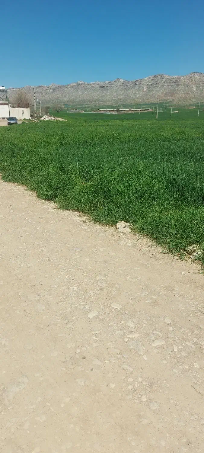 2000 متر جاده اولادقباد چیا گندم|فروش زمین و ملک کلنگی|کوهدشت, |دیوار
