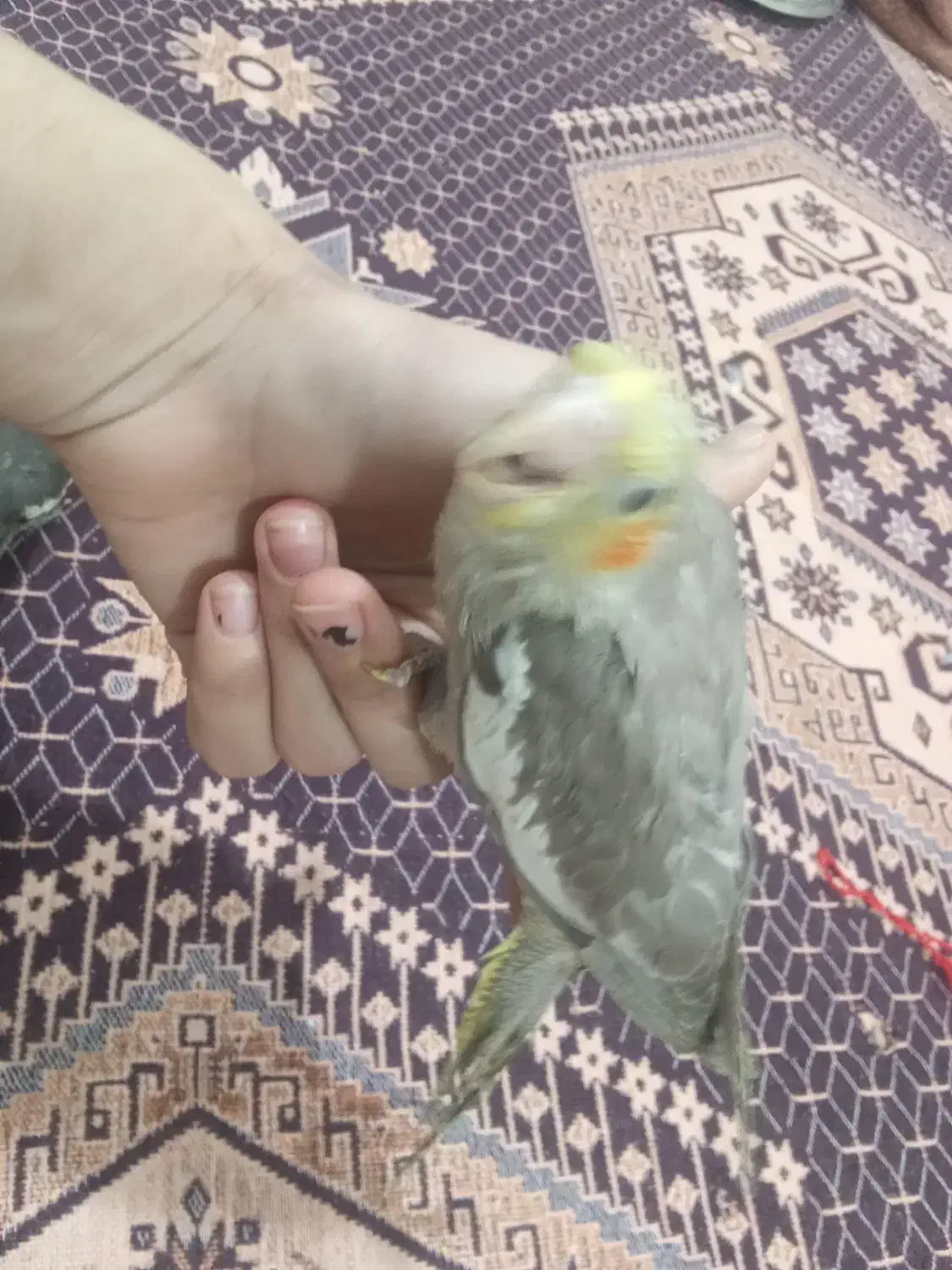 عروس هلندی|پرنده|جزنیک, |دیوار