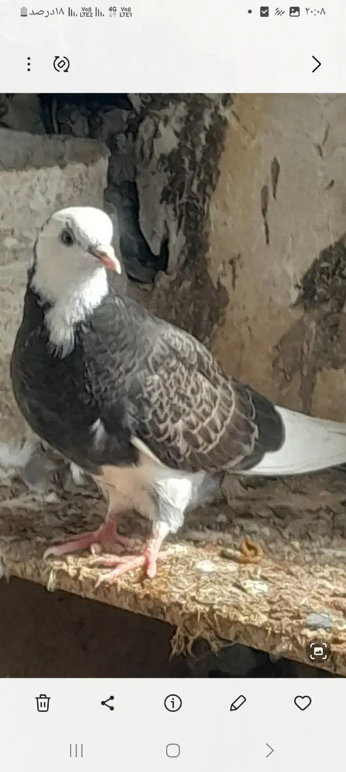 کبوتر شازده|پرنده|گرگان, |دیوار