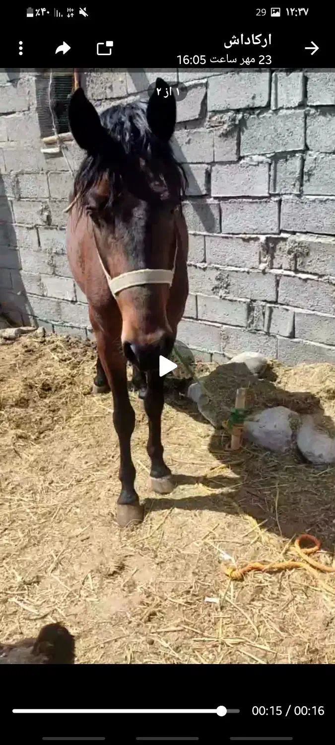 اسب نر|اسب و تجهیزات اسبسواری|مشگین شهر, |دیوار