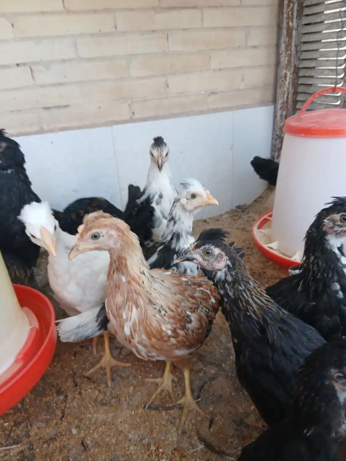 مرغ وجوجه گلین تخم مرغ نطفه دار موجود است|حیوانات مزرعه|رفسنجان, |دیوار