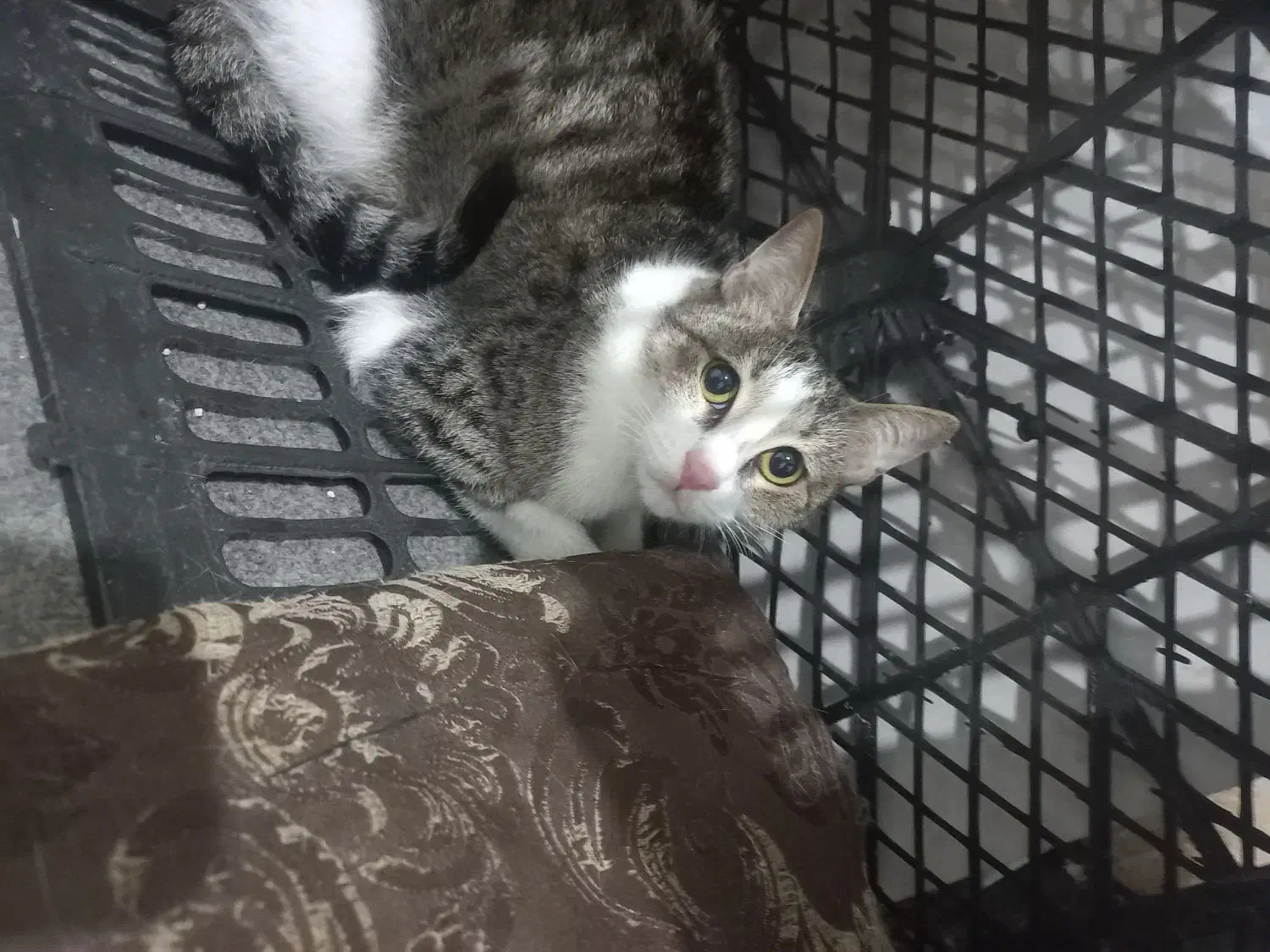 گربه ماده یکساله کاملا اروم و خونگی|گربه|بابل, |دیوار