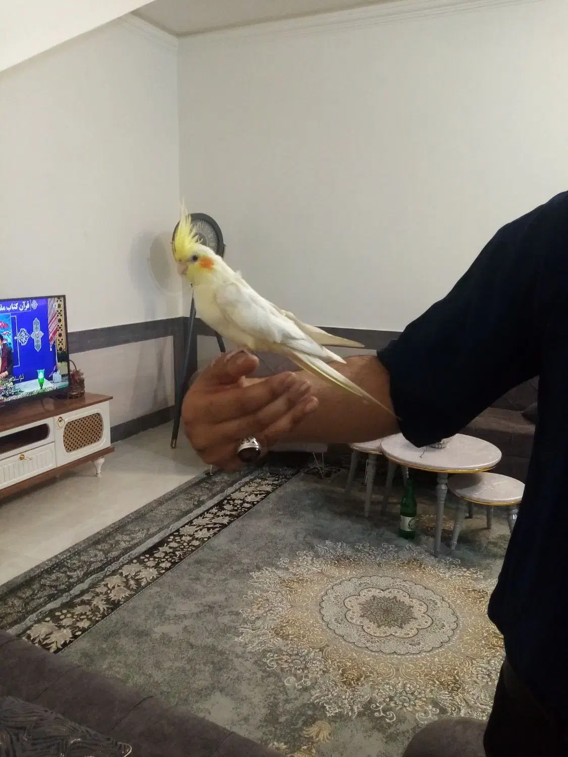 عروس هلندی|پرنده|تایباد, |دیوار