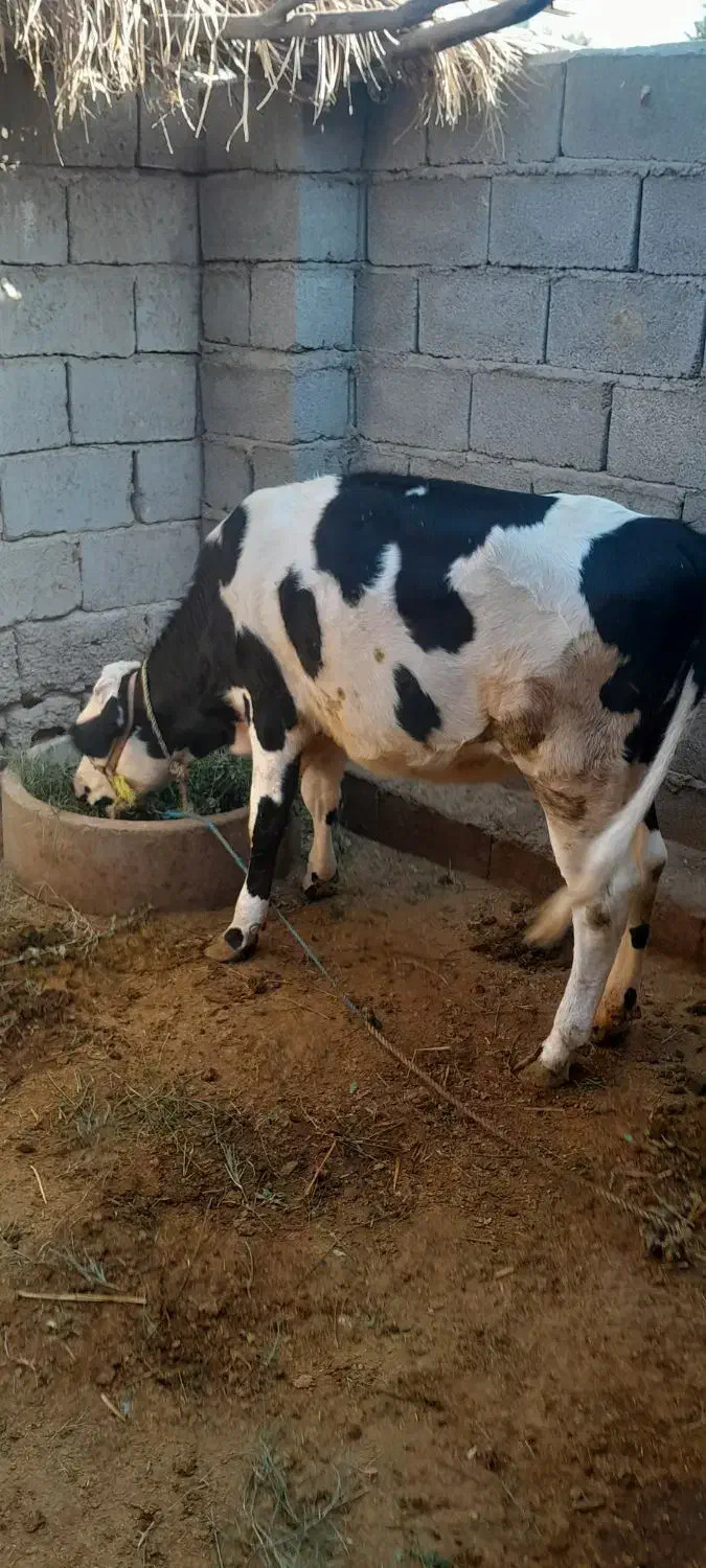 گوساله|حیوانات مزرعه|جیرفت, |دیوار