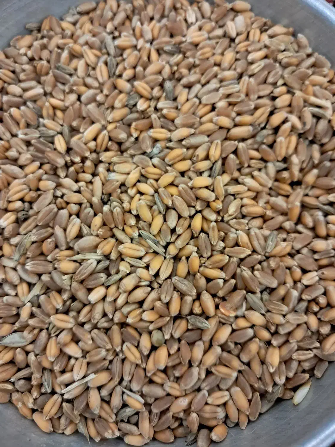 گندم|لوازم جانبی حیوانات|رشت, کوی مهر|دیوار