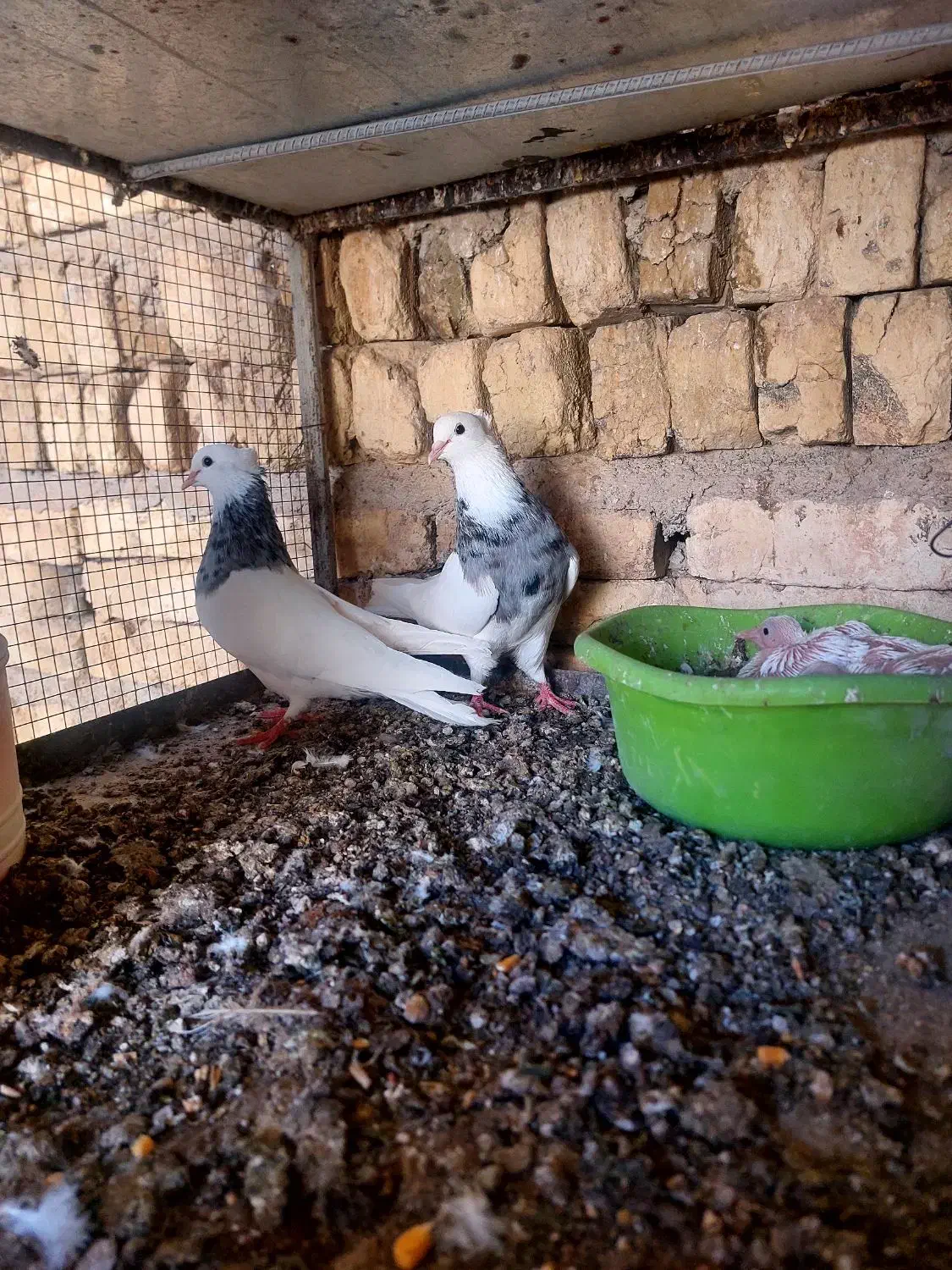 کبوتر|پرنده|گراش, |دیوار