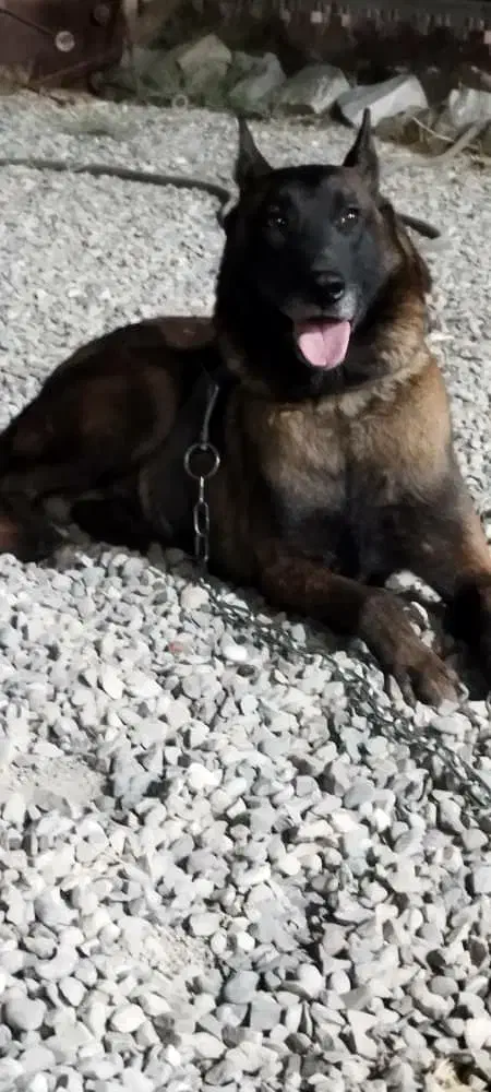 سگ ژرمن مالینویز|سگ|ماهدشت, |دیوار