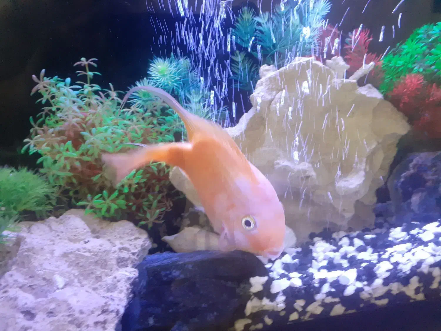 ماهی پرت بزرگ ۲۰سانت|ماهی|مشهد, گلشور|دیوار