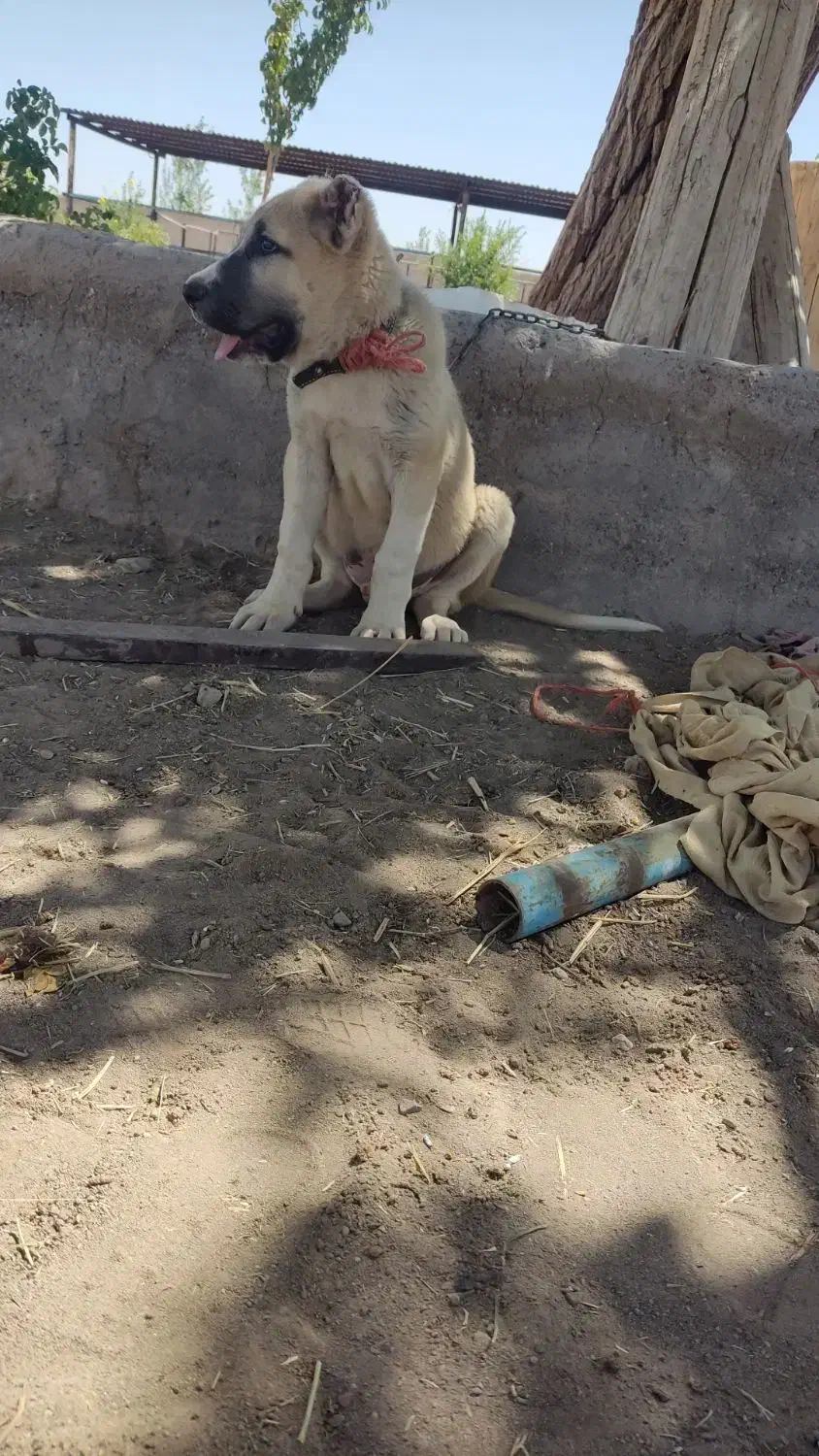 توله خراسانی 6ماه|سگ|رفسنجان, |دیوار