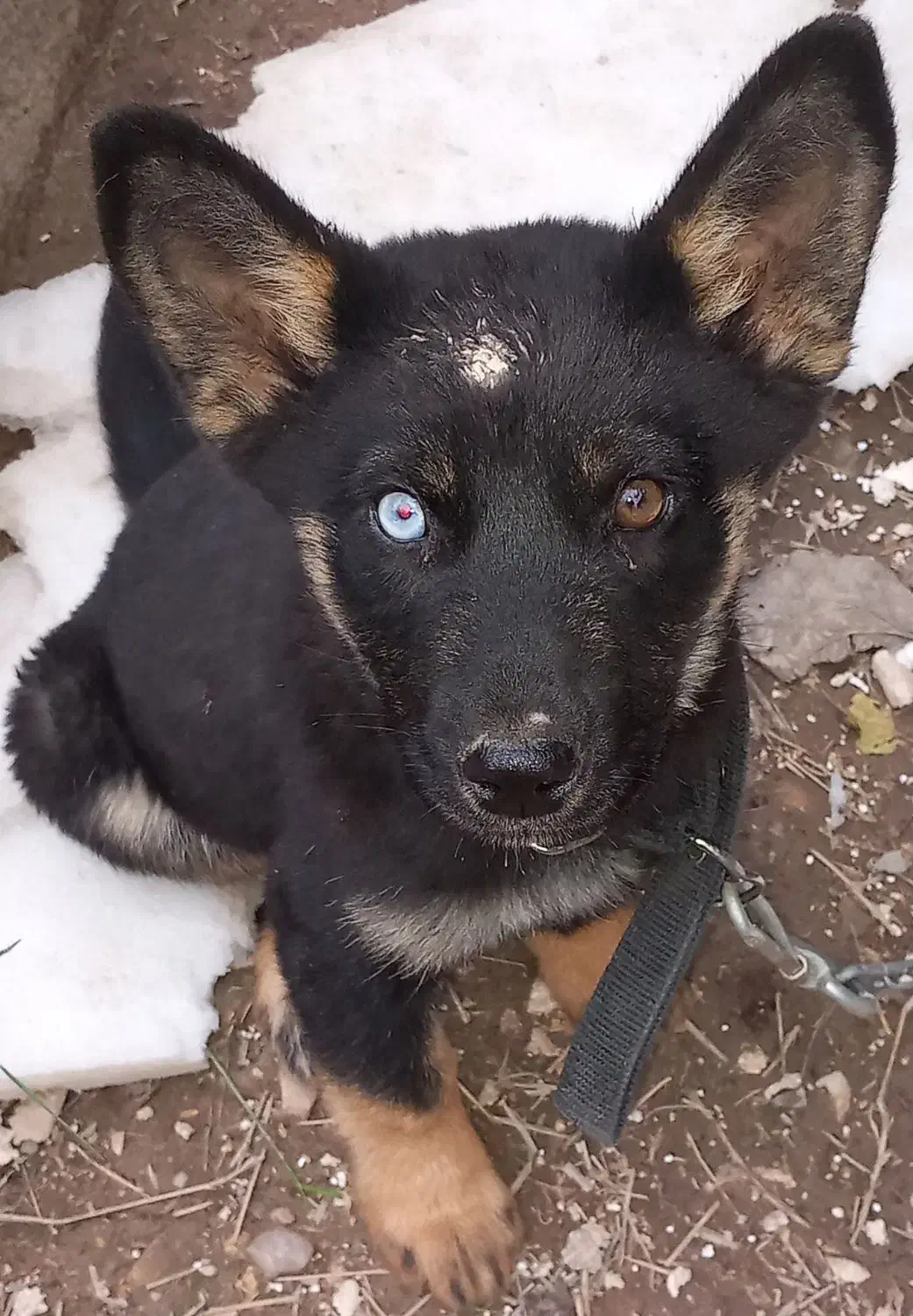 سگ گمشده|حیوانات|آبادان, |دیوار