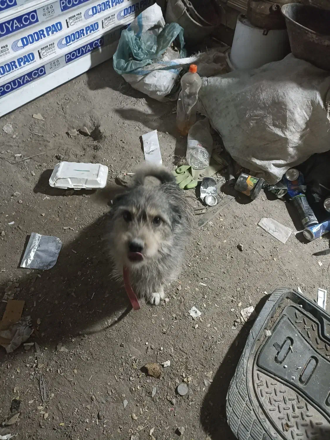 سگ پاکوتا|سگ|مشهد, طبرسی شمالی|دیوار