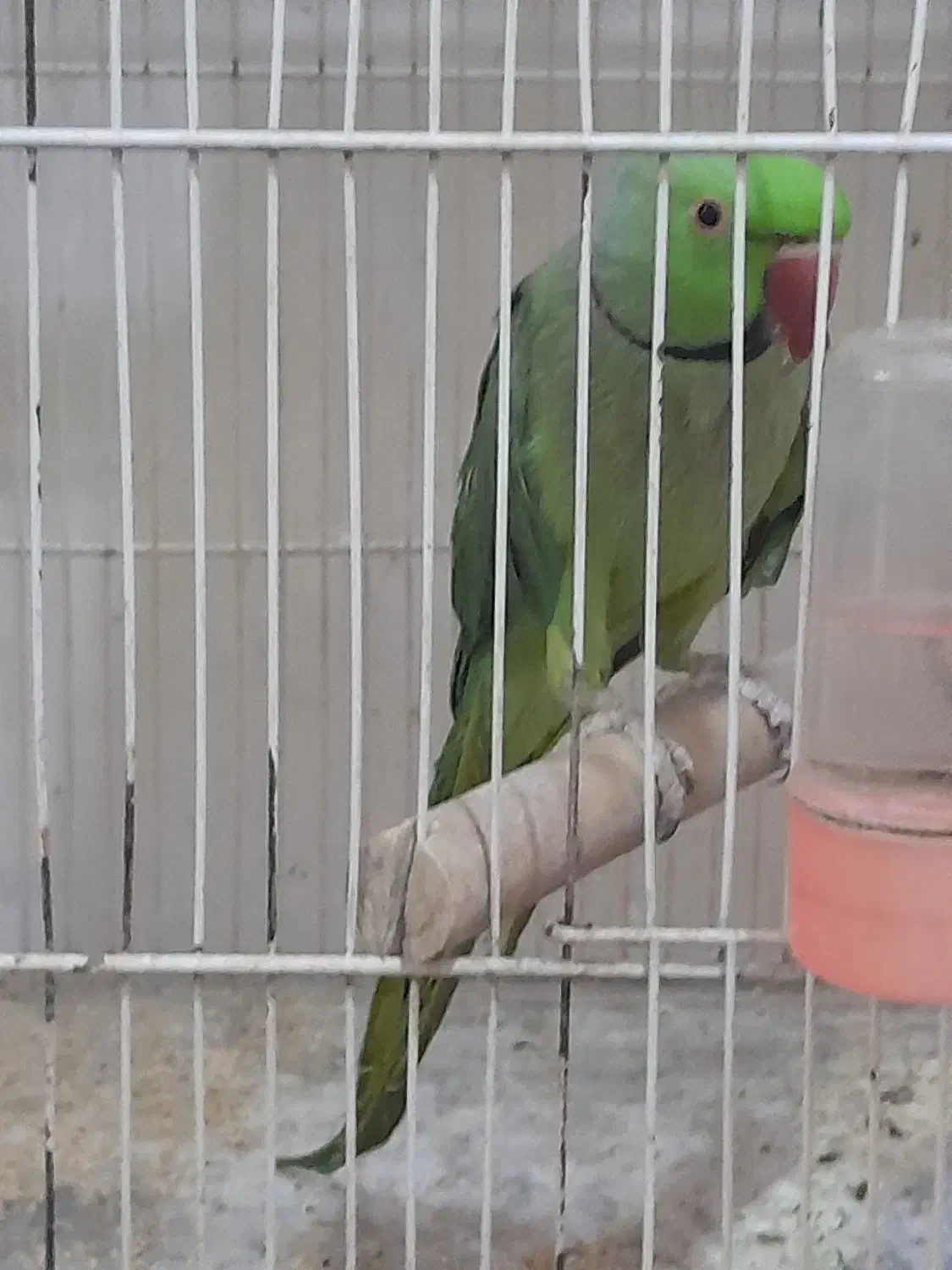 طوطی|پرنده|قوچان, |دیوار