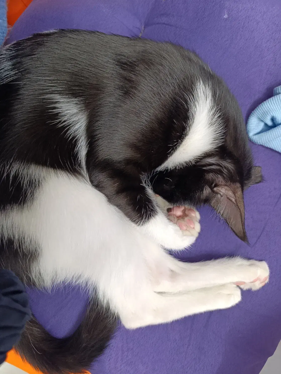 گربه ۵ ماهه|گربه|کاشان, فاز ۲ ناجی آباد|دیوار