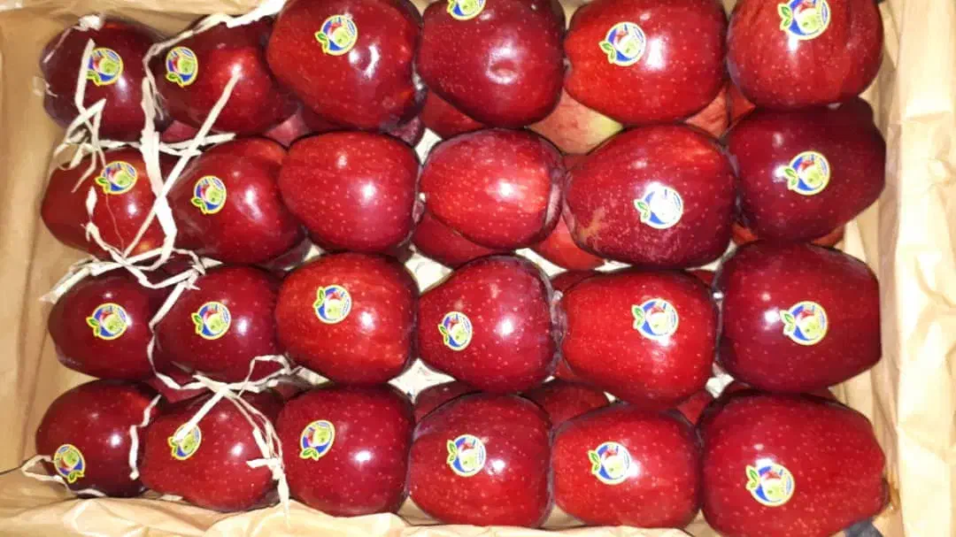 خریدارو فروشنده سیب هستم فله بار و لوکس تناژ بالا|خدمات باغبانی و درختکاری|مراغه, |دیوار