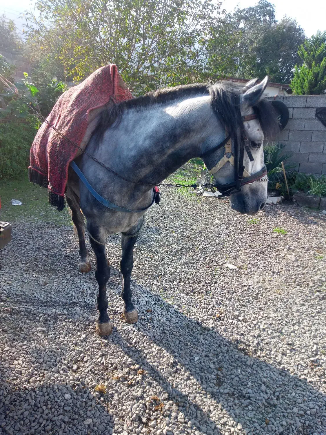 فروش نریان ۵ساله|اسب و تجهیزات اسب‌سواری|نوشهر, |دیوار