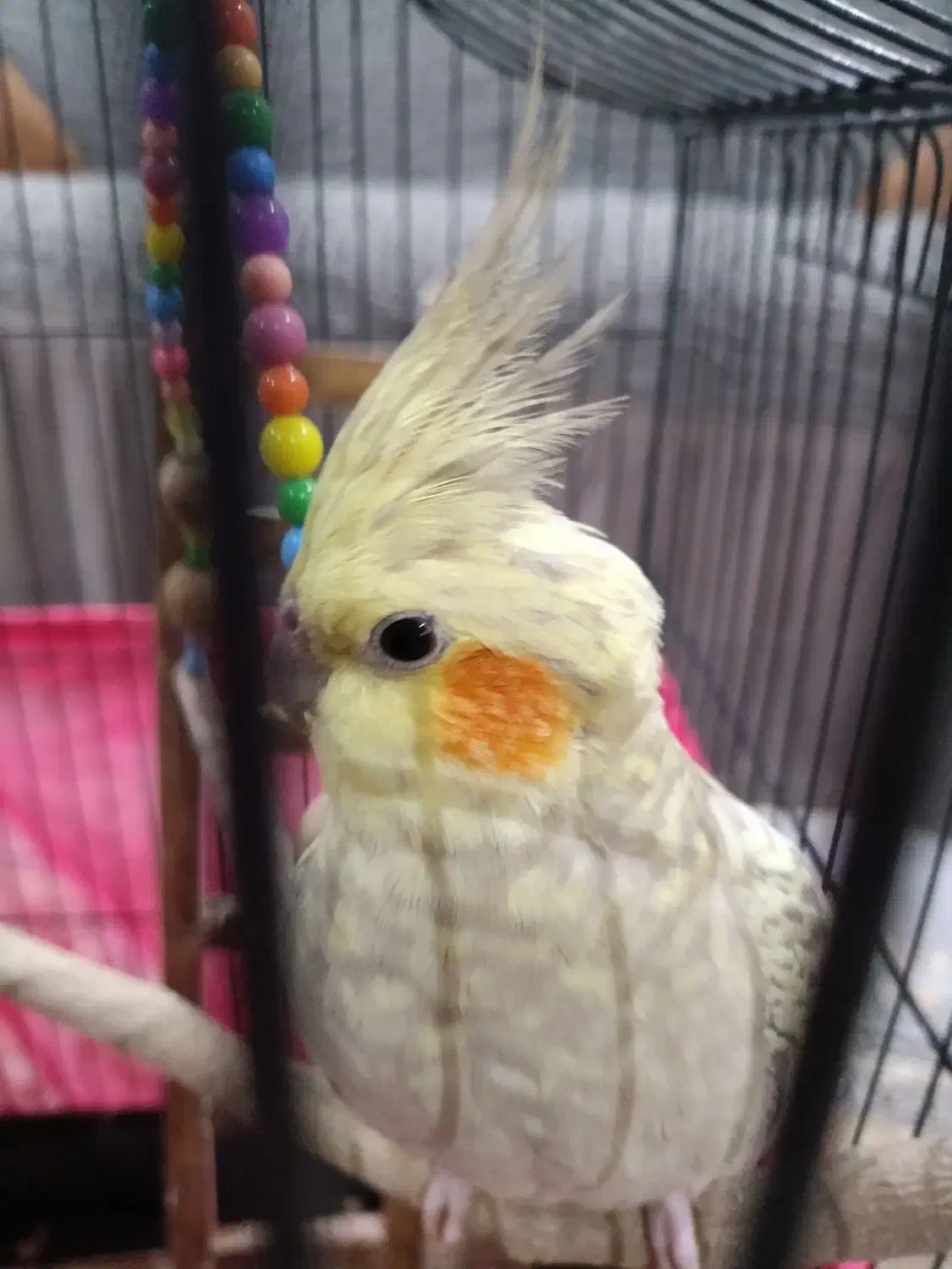 عروس هلندی ماده|پرنده|تهران, تولید دارو|دیوار