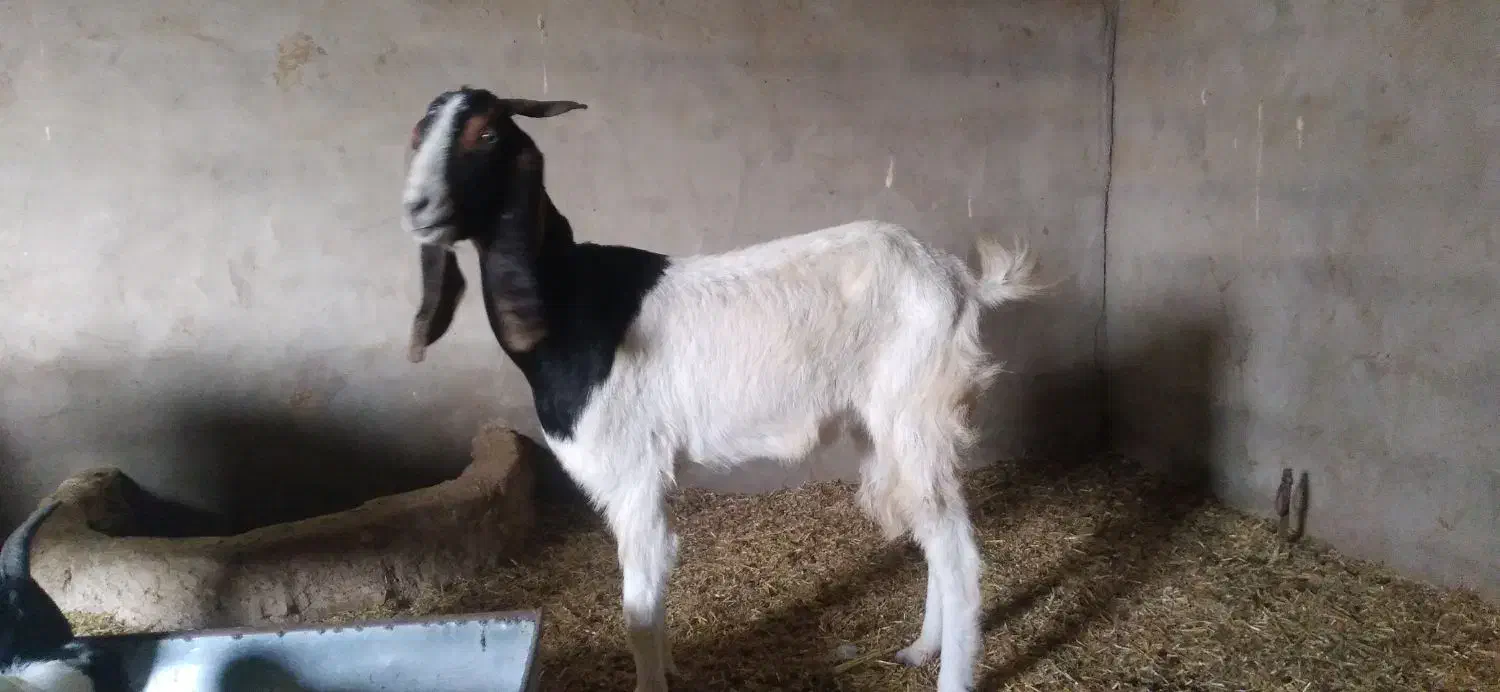 بز حمیدیه خسرج|حیوانات مزرعه|حمیدیه, |دیوار