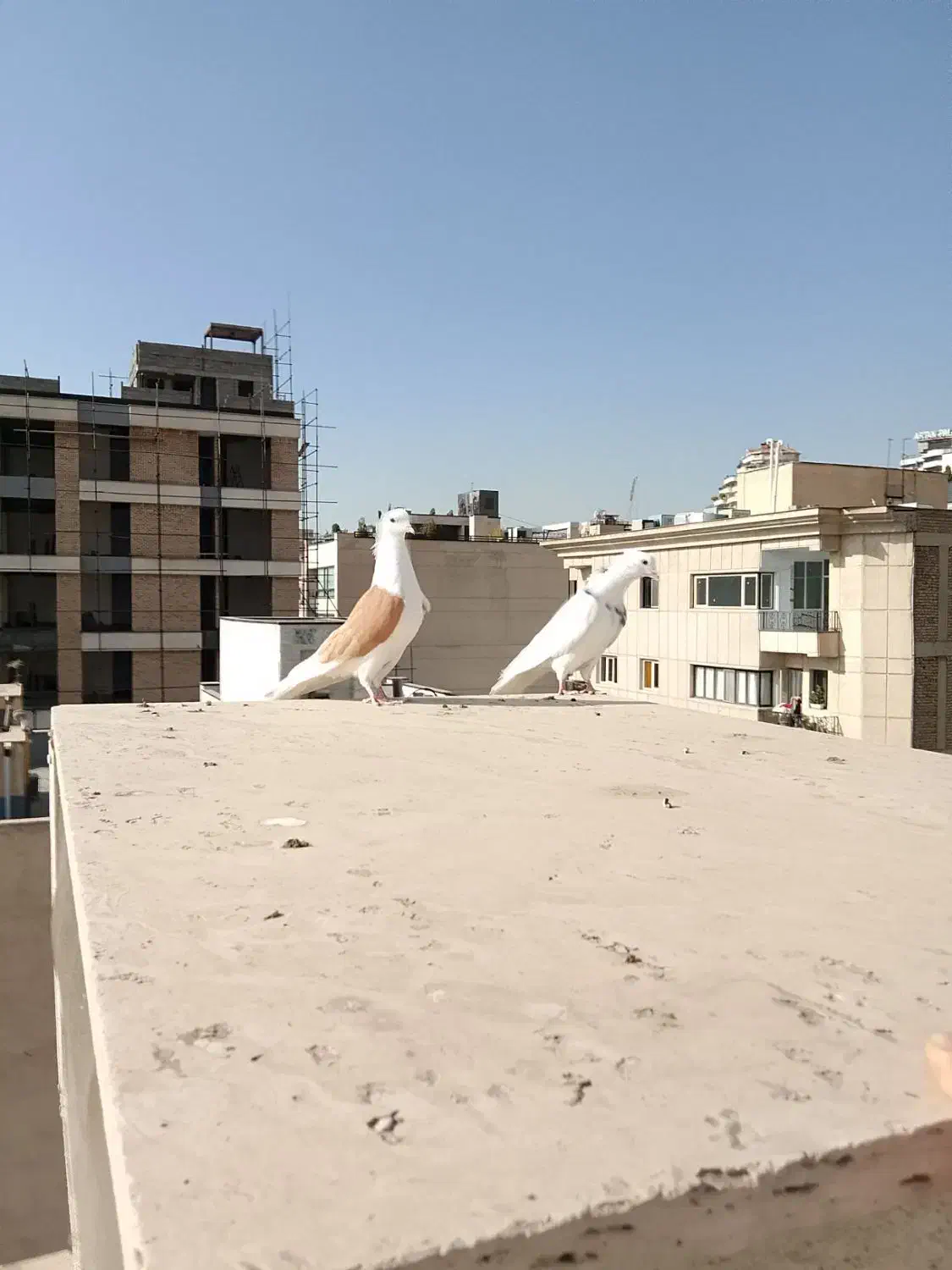 کفتر|پرنده|تهران, زعفرانیه|دیوار