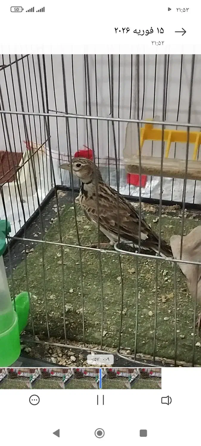 سهرخاکی|پرنده|نسیم‌شهر, |دیوار