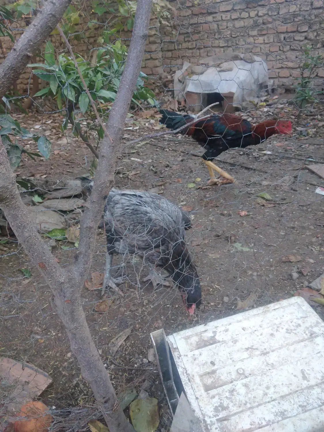 مرغ لاری طوس|حیوانات مزرعه|نگین شهر, |دیوار