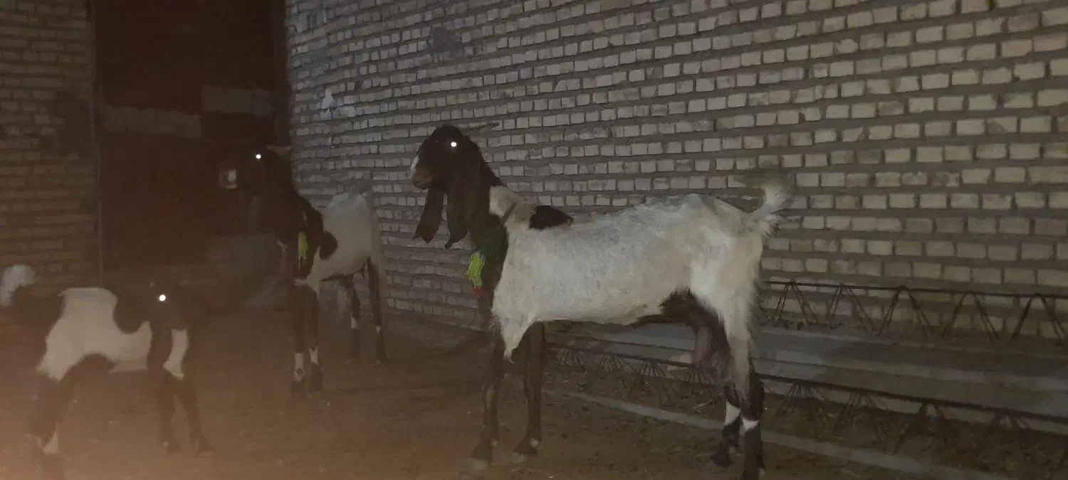 دوتا بز با ی بیگ|حیوانات مزرعه|شوشتر, |دیوار