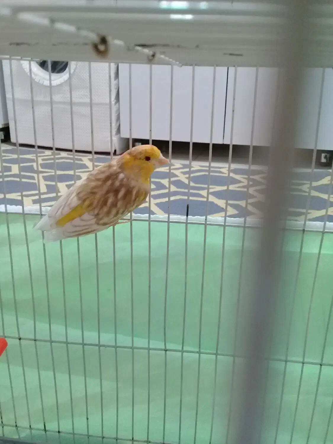 قناری|پرنده|مشهد, ثامن|دیوار