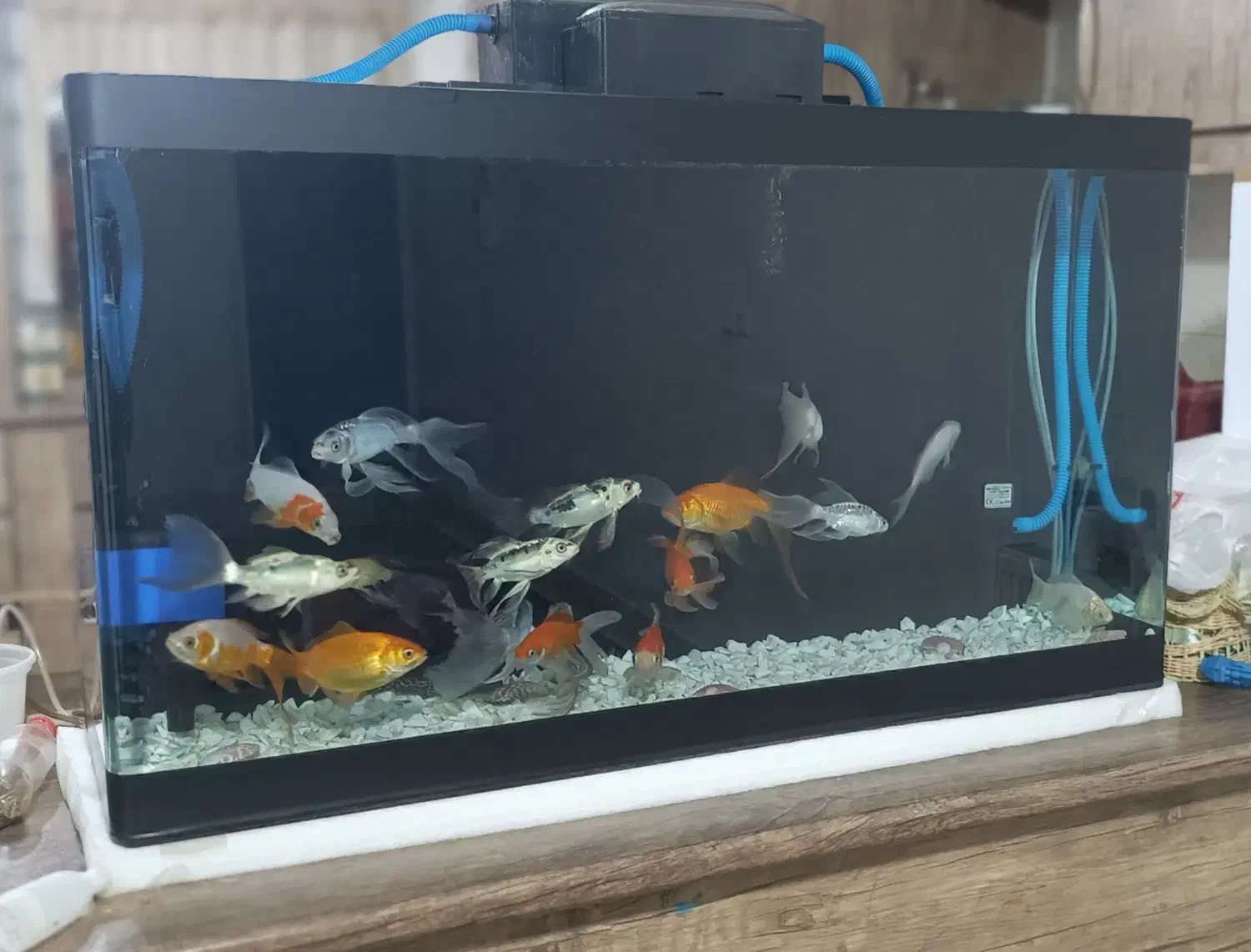 آکواریوم شیشه خم شرکتی با ماهی و وسایل|ماهی|قم, بنیاد|دیوار