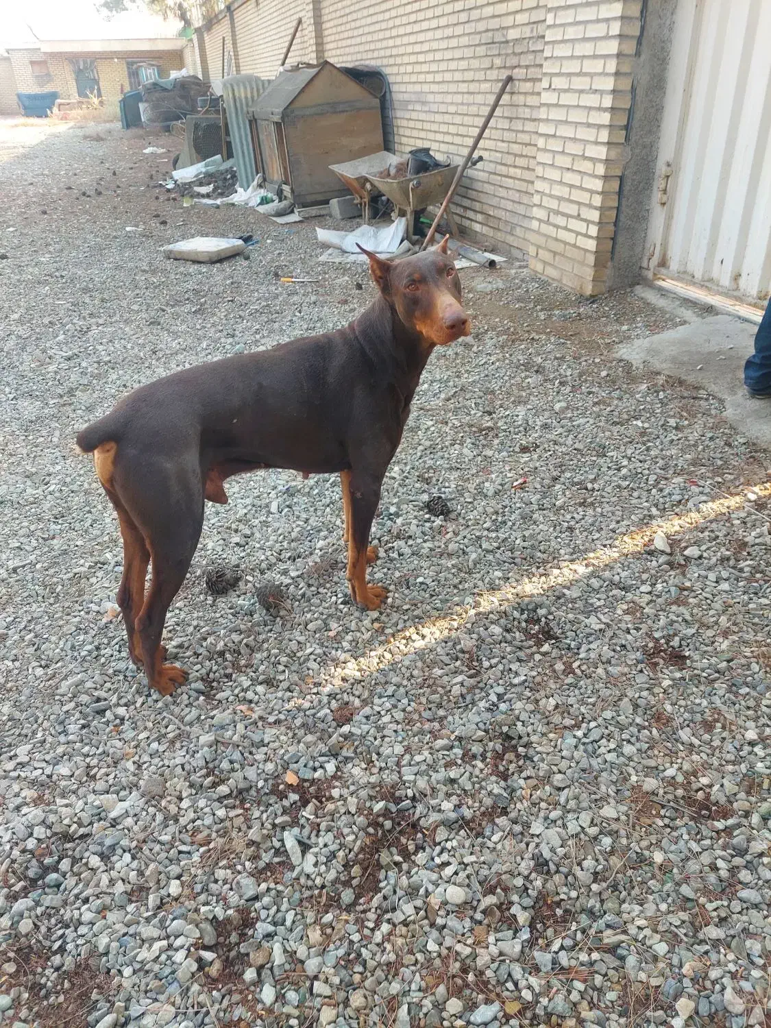 سگ دوبرمن اماده جفت|سگ|کهریزک, |دیوار