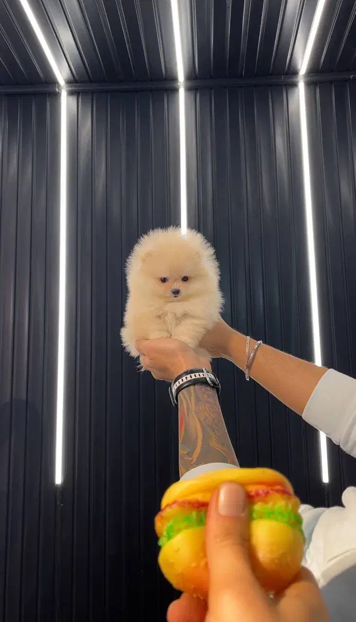 سگ فنجونی سایز صفر|سگ|اصفهان, باغ دریاچه|دیوار