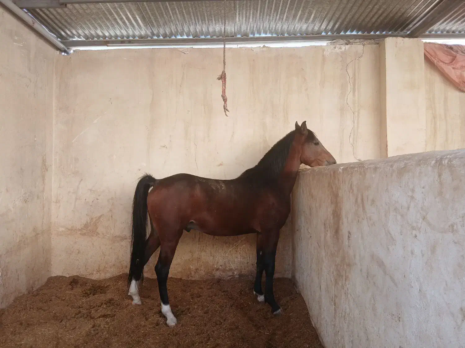 کره نریون۳سال|اسب و تجهیزات اسبسواری|خمینیشهر, |دیوار