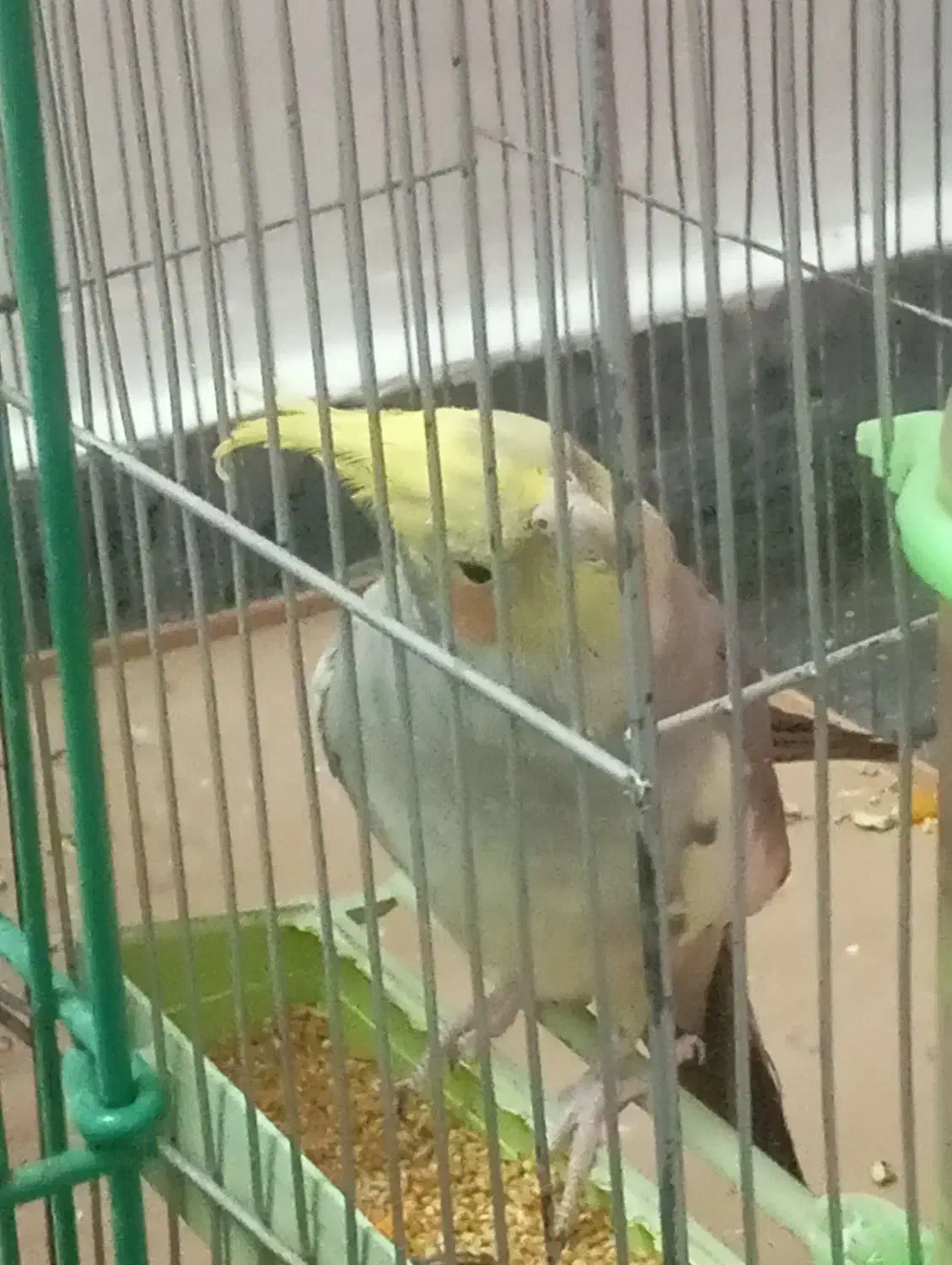 عروس هلندی|پرنده|قدس, شهرقدس|دیوار