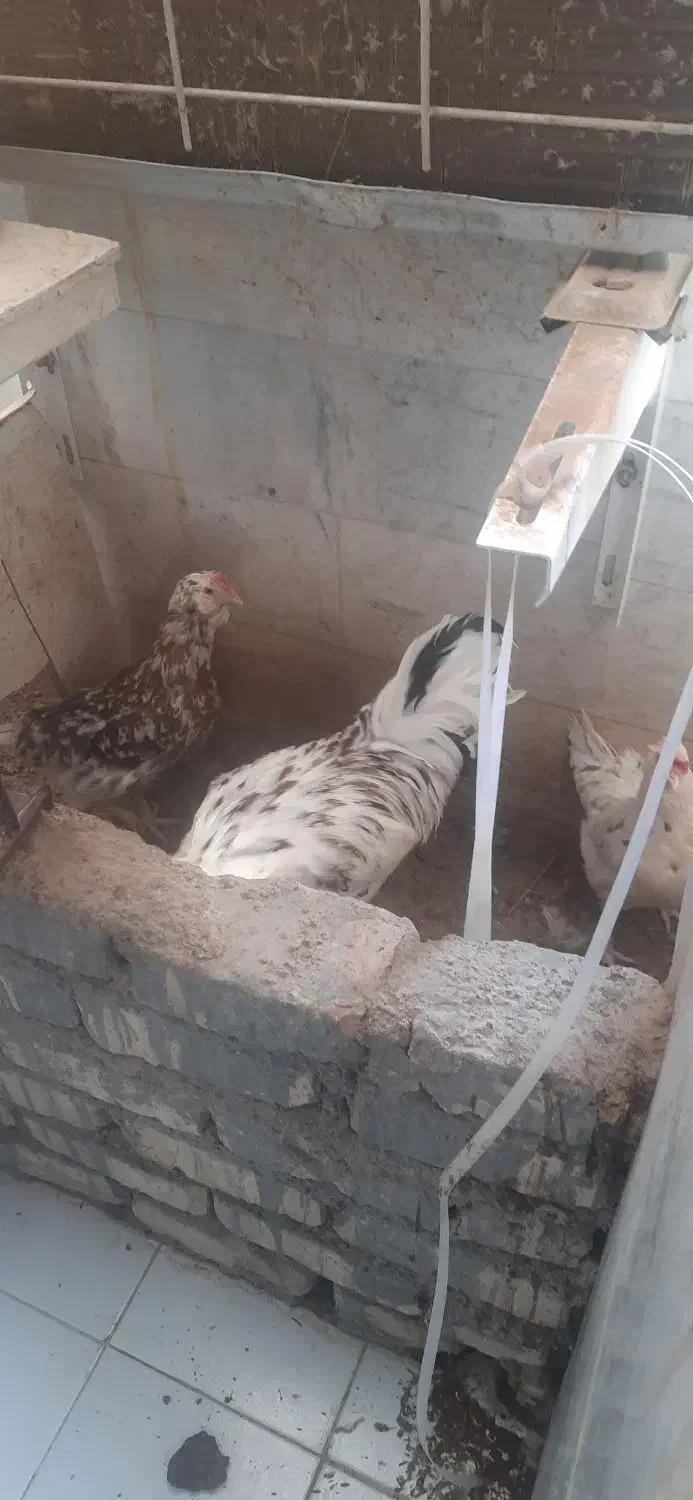 دوتا مرغ گلین و یک خروس|حیوانات مزرعه|قم, پردیسان|دیوار