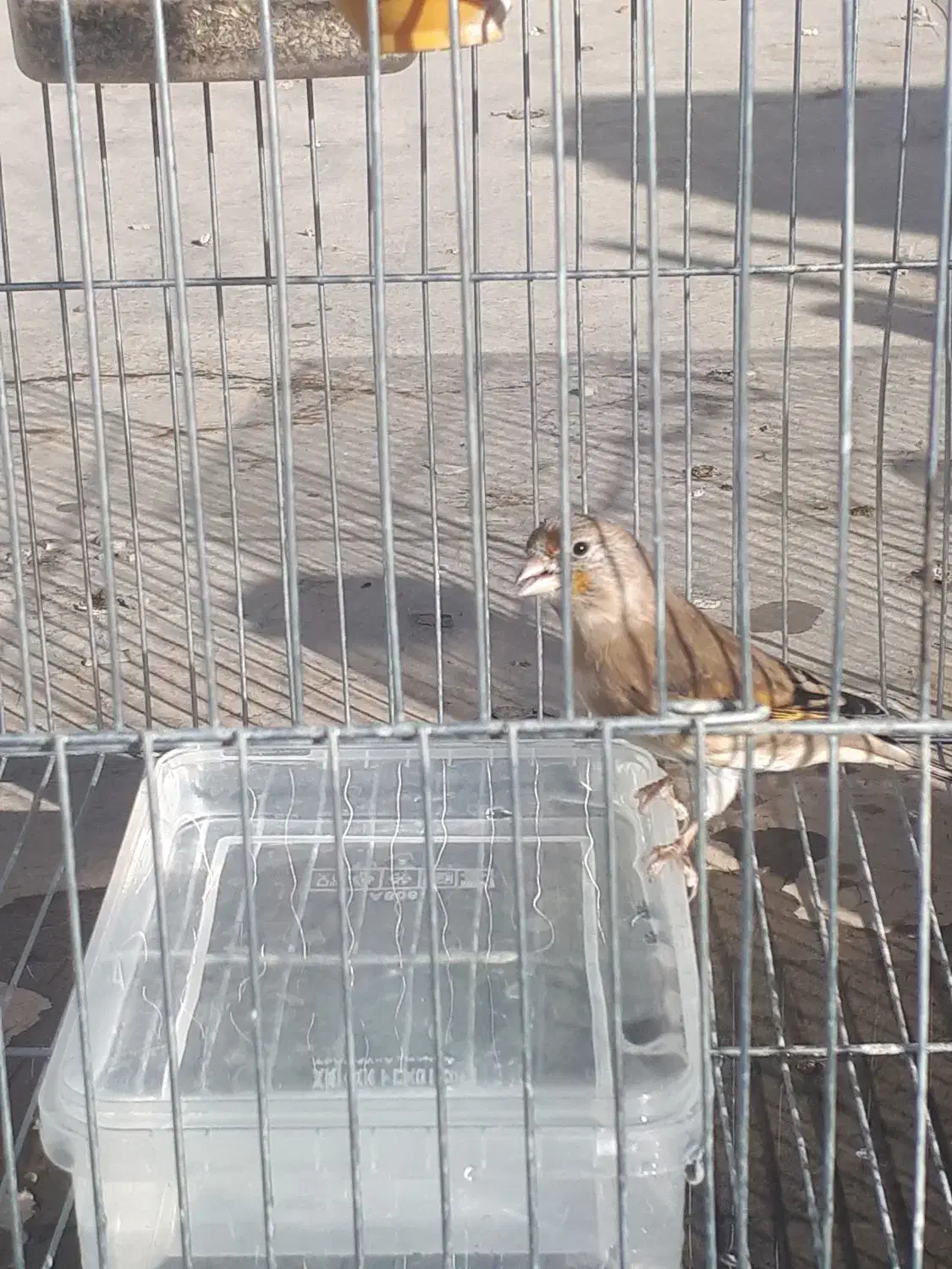 سهره قناری ماده|پرنده|ایلام, |دیوار