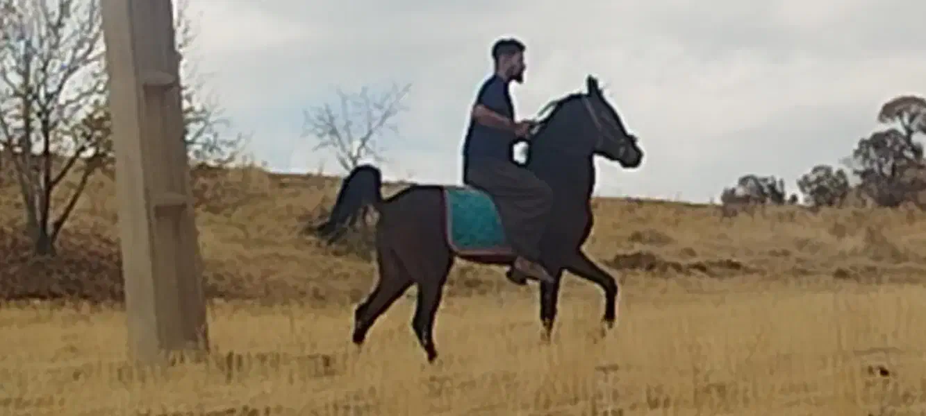 اسب کورد|حیوانات مزرعه|زمکان, |دیوار