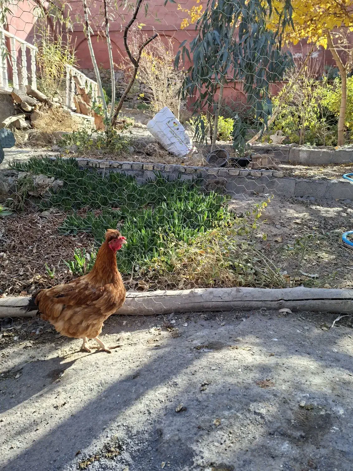 مرغ وخروس|حیوانات مزرعه|باغ بهادران, |دیوار