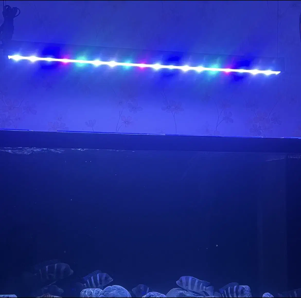 نور آکواریوم اپلیکیشن دار|ماهی|تهران, صادقیه|دیوار