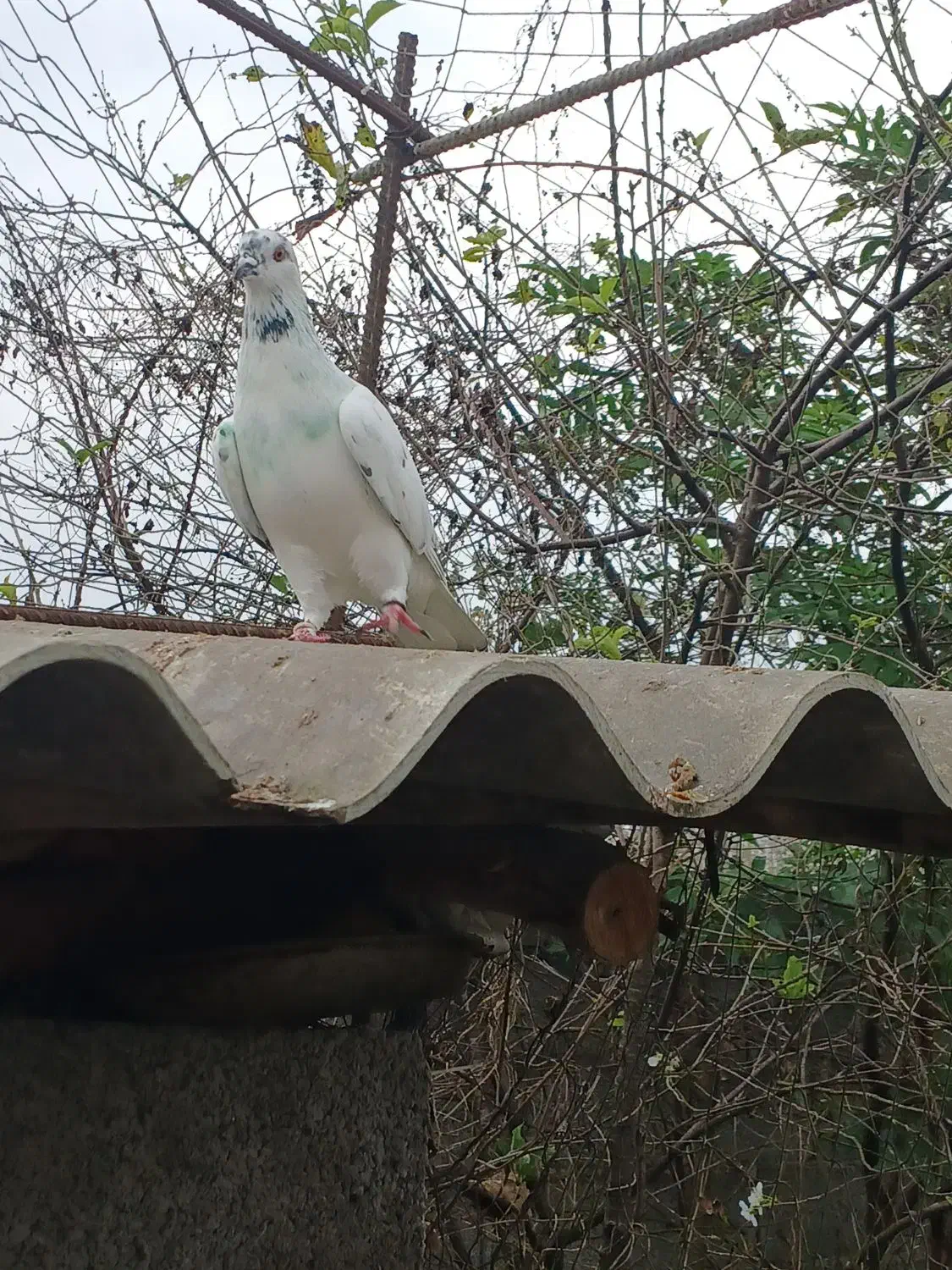 ۵کبوتر پرشی به شرط نطفه وپرش|پرنده|رشت, حومه رشت|دیوار