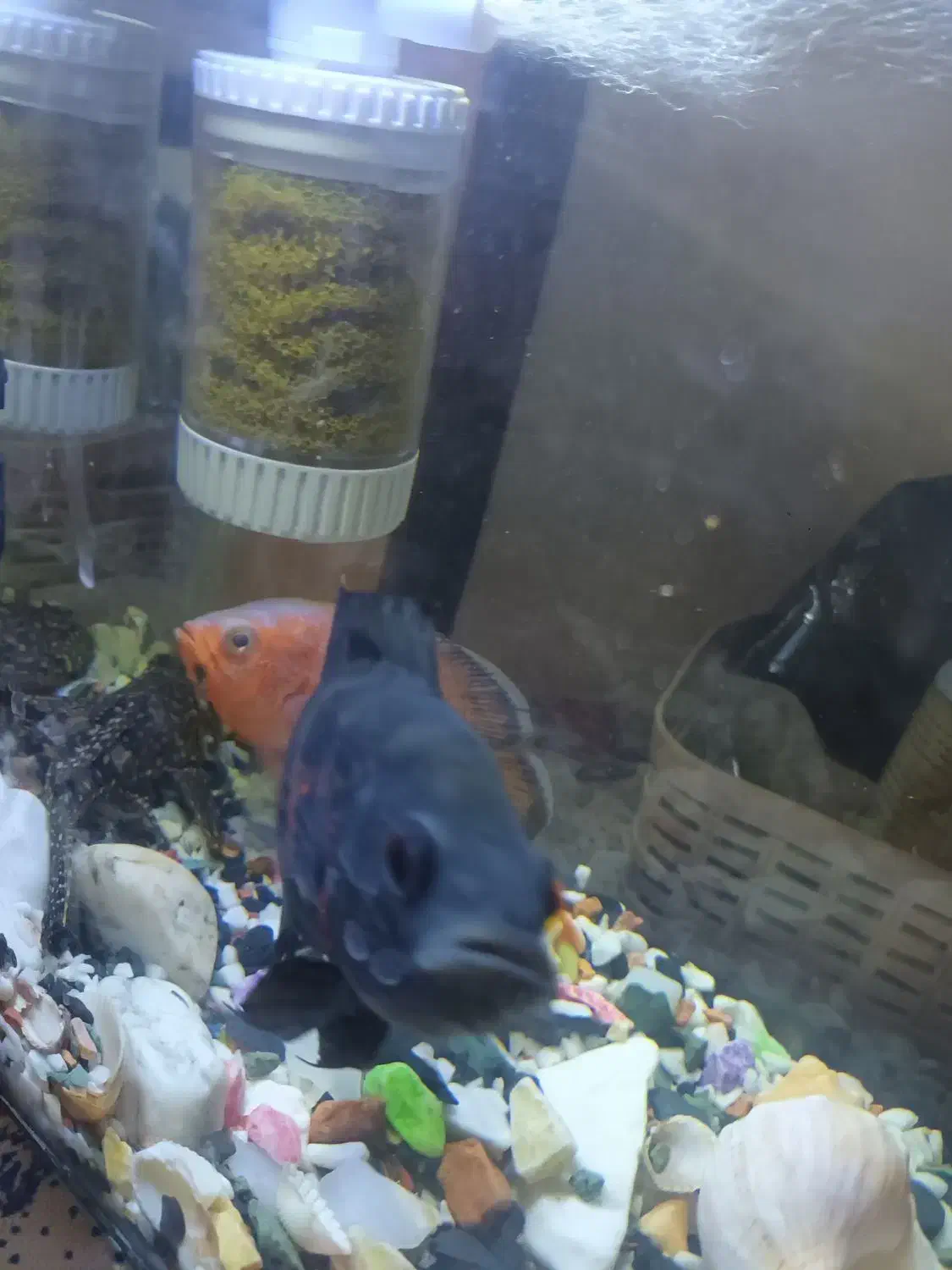 یک عدد آکواریوم|ماهی|الوند, |دیوار